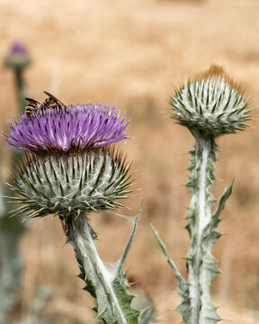 Bee collecting nectar from thistle flowers in a dry field during summer midday