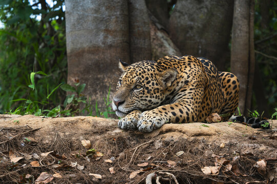 Jaguar - Panthera onca, beautiful large cat from South American forests, Pantanal, Brazil.