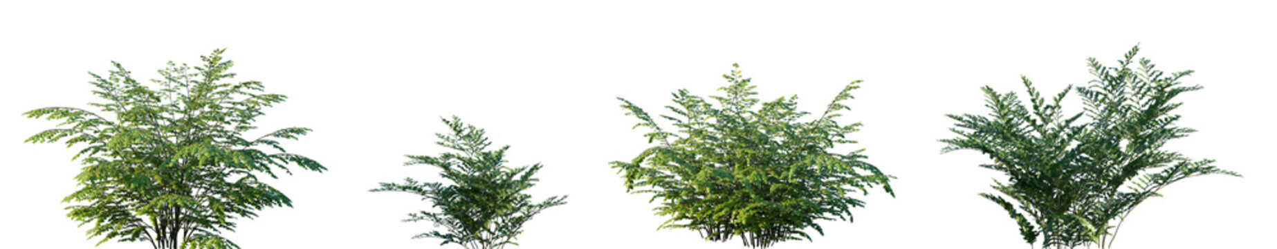 Set of Adiantum venustum and Davallia mariesii frontal isolated png on a transparent background perfectly cutout high resolution