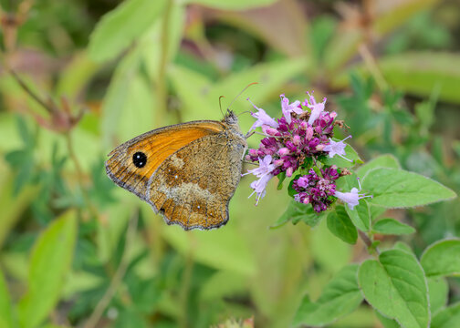 Butterfly Pyronia tithonus, also called Gatekeeper or Hedge brown, feeding on nectar from a flowering oregano, Germany 