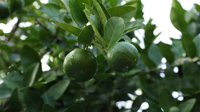 green figs on tree