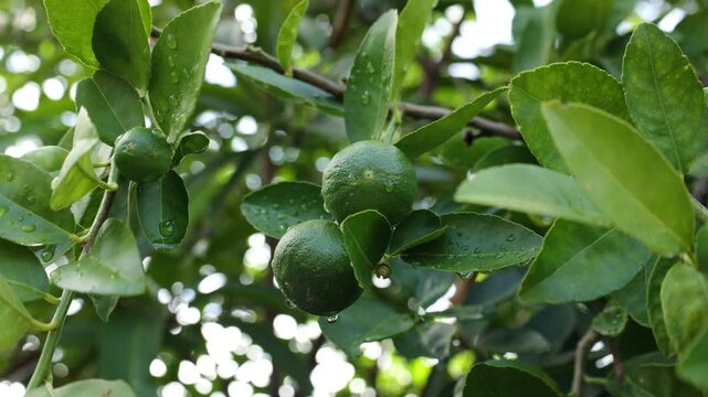 green figs on tree