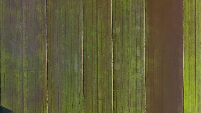 Top Down Drone Shot Of Geometric Young Rice Fields