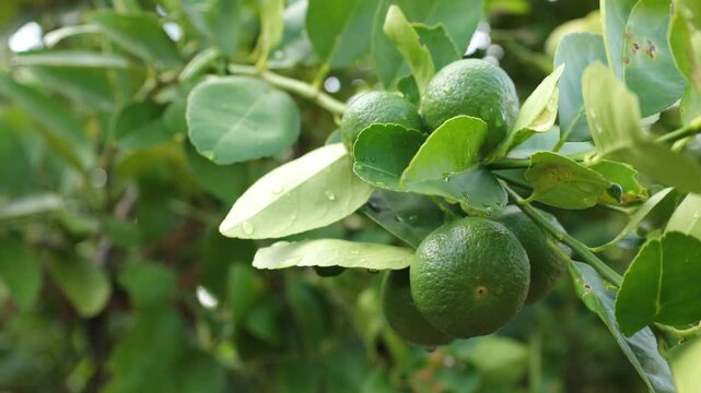 green walnuts on tree