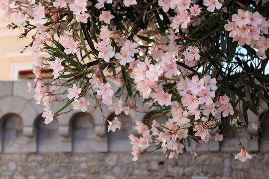 Oleander at the entrance of the Palace of Monaco, Europe