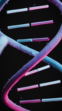 Glowing pink and blue DNA double helix rotates slowly against black background, symbolizing genetic research and biotechnology innovation for medical marketing and science presentations.