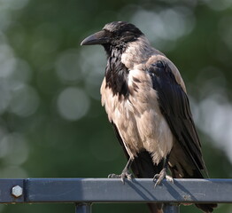 Obraz premium A crow basks in the sun on a metal crossbar