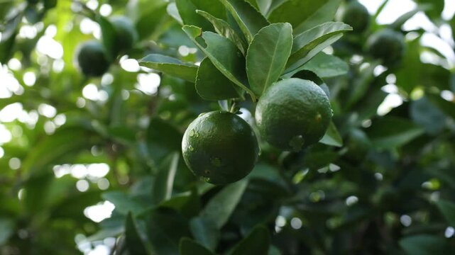 figs on tree