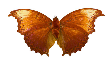 Orange butterfly with detailed wings and fuzzy body © Eustace