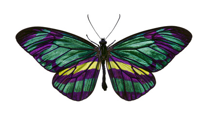 Ornate butterfly with vibrant green purple, and yellow wings © Eustace