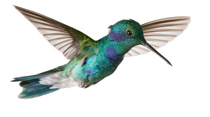 Fototapeta premium Hummingbird with iridescent green and blue feathers in flight