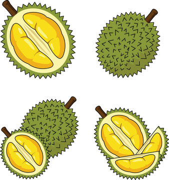 Four vector illustrations of durian fruits, whole and cut open, displayed in Adobe Illustrator CS6.
