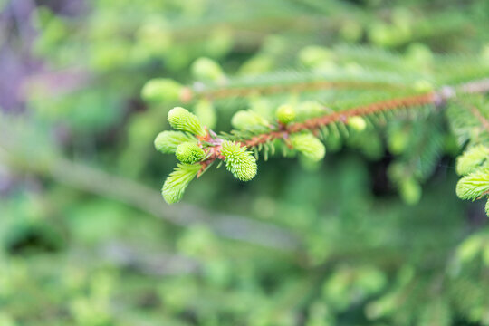 Green fir pine twig. Pine cone on branch with needle. Pine tree branch, macro. Needle of a coniferous tree. Pine pollen. Needle of tree branch and cone spruce