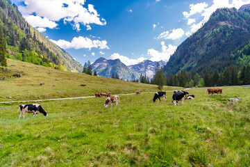 Domestic animal graze on summer farm. Rural landscape with cattle. Cows in mountain field. Cow at alps farming. Cattle at mountain landscape pasture. Village alpine meadow. Cows farming grazing © be free