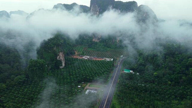 Aerial view of a straight wet road cutting through a tropical palm tree plantation on a rainy day.