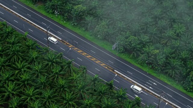 Aerial view of a straight wet road cutting through a tropical palm tree plantation on a rainy day.