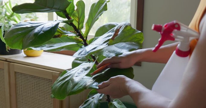 Woman caring for houseplants, cleaning the leaves of a ficus lyrata. Home gardening. Hobby.	
