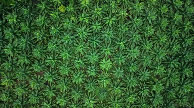 Aerial view of a straight wet road cutting through a tropical palm tree plantation on a rainy day.