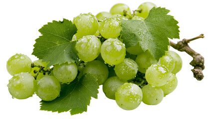 Green grapes with water droplets and leaves on vine © Eustace