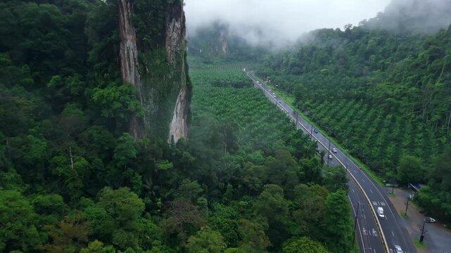 Aerial view of a straight wet road cutting through a tropical palm tree plantation on a rainy day.