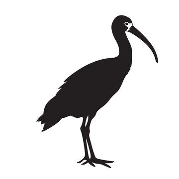 Black ibis bird standing isolated on white background, Vector, illustration