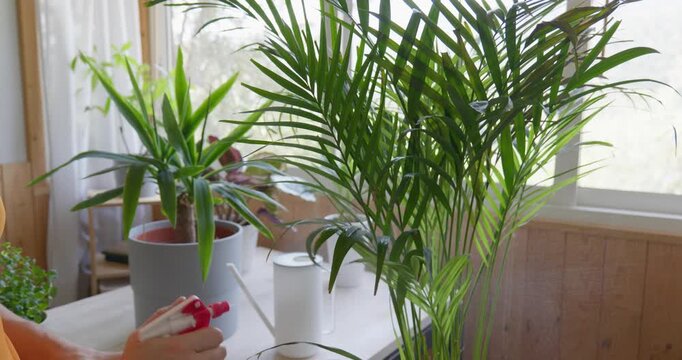 Woman spraying houseplants. Moisturize leaves of tropical plants during the heating season at home. Greenery at home. Eco-friendly life. Taking care of plants, hobby.