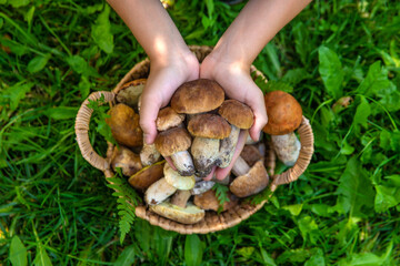 Naklejka premium Wild mushrooms in a basket. Selective focus.