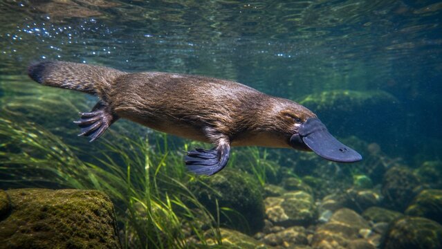 Platypus swimming