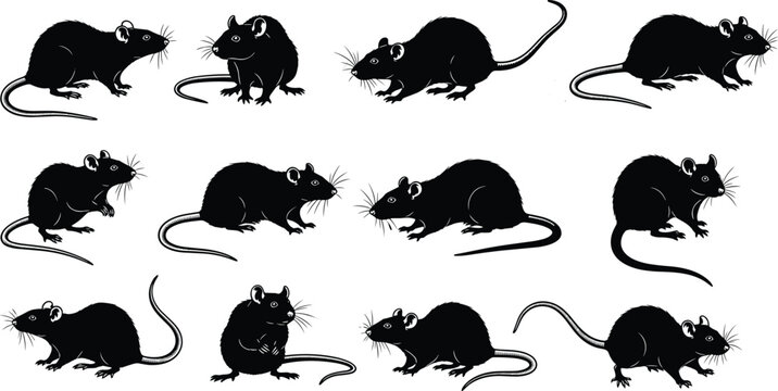 Black silhouette rat and mouse collection with rodent icons in various poses for pest control wildlife nature and animal design elements