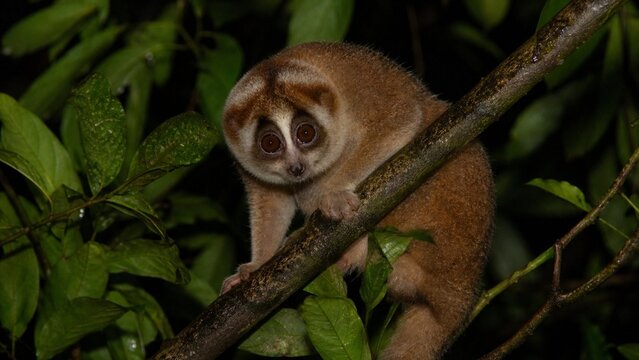 Philippine slow loris