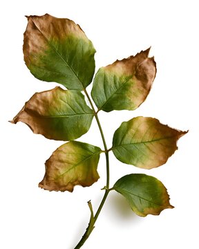 Close-up of rose leaves showing leaf scorch caused by heat stress and drought. Brown crispy leaf margins and partial green tissue isolated on white background. Botanical concept of plant stress
