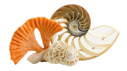 Nautilus shell cross-section fan coral, and snail shell arrangement © Ari