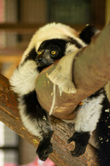 Obraz premium Black and white ruffed lemur Varecia variegata peeking from tree branch closeup photo
