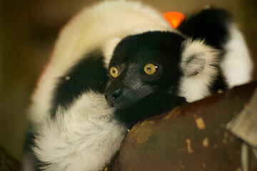 Obraz premium Close-up portrait of black and white ruffed lemur Varecia variegata