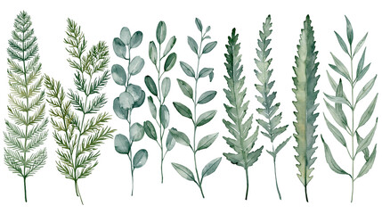 Watercolor green foliage collection with eucalyptus and fern leaves © Ari