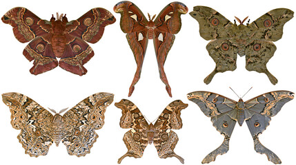 Six large moths with intricate wing patterns and eye spots © Ari