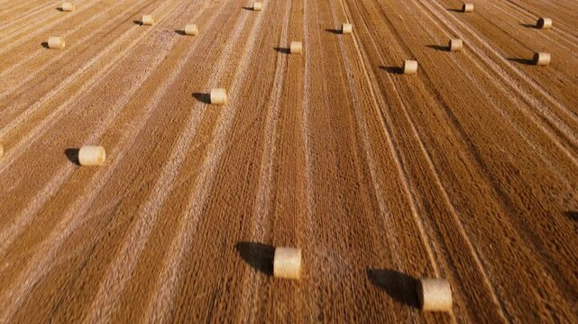 Aerial view of straw bales on farmland after good harvest of successful farmer