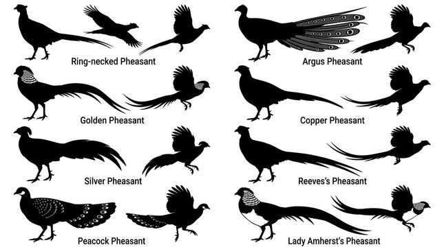 Pheasant Silhouette Collection - Set of Different Pheasant Species Walking and Flying