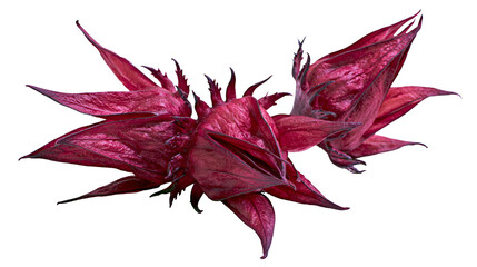 Two deep red hibiscus calyxes with pointed petals © Ari