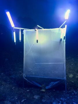 Illuminated insect light trap glows in darkness to attract moths and beetles during night in wilderness