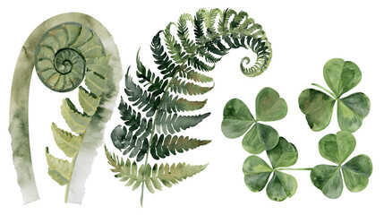 Watercolor fern frond unfurling and clover leaves © Ari