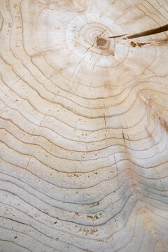 A cross-section of a tree trunk showing the annual growth rings.
