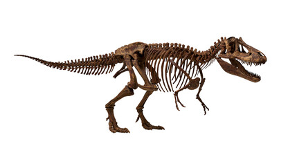 Tyrannosaurus Rex skeleton, complete fossilized dinosaur bones © Ari