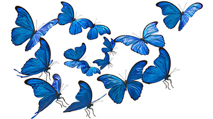 Collection of blue butterflies in flight © Ari