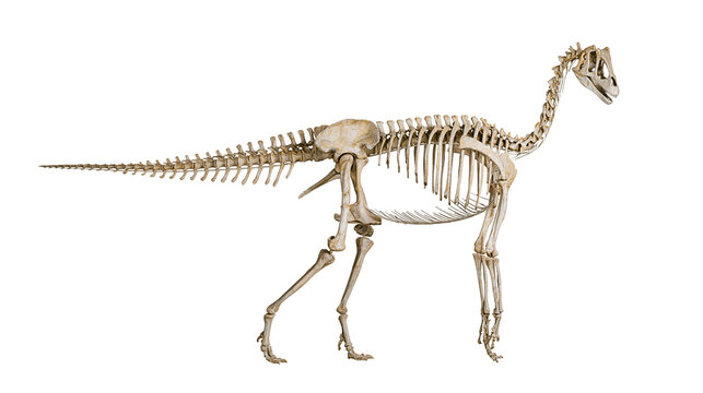 Dinosaur skeleton, complete fossilized remains of ancient reptile