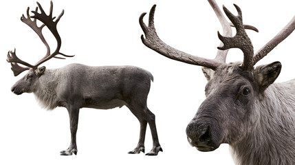 Reindeer side profile and head close-up with large antlers © Ari