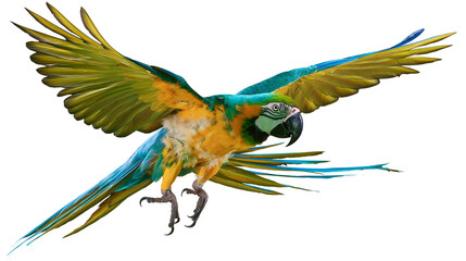 Blue and yellow macaw parrot flying with wings spread © Ari