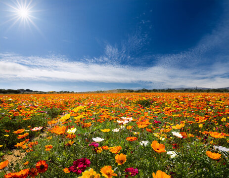 Vibrant Field of Wildflowers Under a Dramatic Sky on a Sunny Day