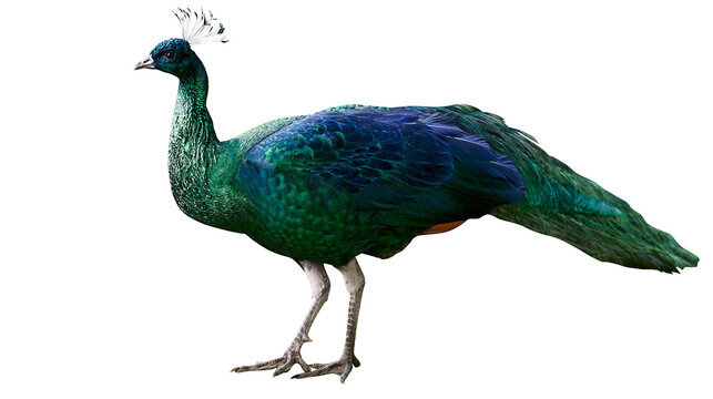 Green peacock bird with blue feathers and crest