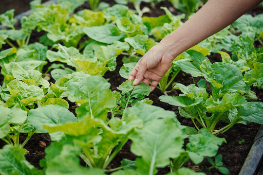 Hand Inspecting Choy Sum Leaves Damaged by Caterpillars in an Organic Vegetable Garden